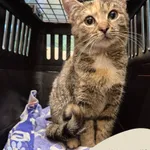 Znaleziono kota, Gdynia, 16 października 2025