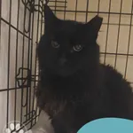 Znaleziono kota, Gdynia, 18 października 2025