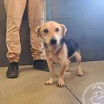 Znaleziono psa, Chełmek, 30 października 2025