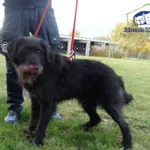 Znaleziono psa, Szczecin, 30 listopada 2025