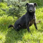 Pies do adopcji, Bełchatów, 21 października 2022