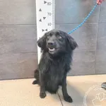 Znaleziono psa, Chełmek, 31 października 2025