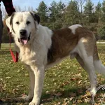 Pies do adopcji, Chełmek, 10 października 2025