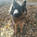 Pies do adopcji, Orzechowce, 31 października 2025