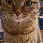 Zaginął kot, Suwałki, 31 października 2025