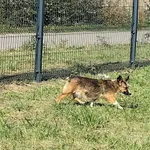 Szuka Właściciela !!! Znaleziono pieska. W miejscowości Małopole w okolicy ul. Granicznej błąka się pies. Piesek wygląda na wystraszonego i nieufnego – boi się podchodzić do ludzi, trzyma się na dysta