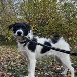 13226/192/25 Pati  - data przyjęcia - 30.10.2025