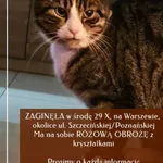 Zaginął kot, Szczecin, 1 listopada 2025
