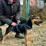 Pies do adopcji, Przyborówko, 31 października 2025