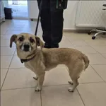 Znaleziono psa, Grudziądz, 31 października 2025