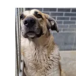 Pies do adopcji, Wrocław, 9 października 2025