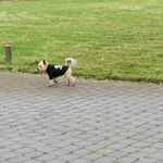 Znaleziono psa, Łódź, 1 listopada 2025