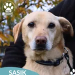 Pies do adopcji, Dąbrówka, 1 listopada 2025