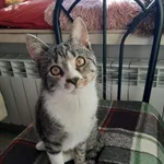 Kot do adopcji, Radom, 2 listopada 2025