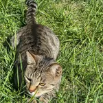 Zaginął kot, Łódź, 31 października 2025