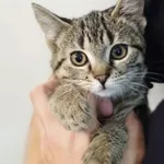 Kot do adopcji, Radom, 2 listopada 2025