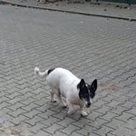 Znaleziono psa, Lublin, 2 listopada 2025