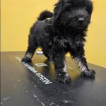 Znaleziono psa, Grudziądz, 1 listopada 2025