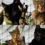 Kot do adopcji, Radom, 31 stycznia 2026