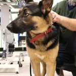 Znaleziono psa, Łódź, 1 listopada 2025