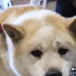 Znaleziono psa, Łódź, 1 listopada 2025