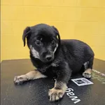 Znaleziono psa, Grudziądz, 1 listopada 2025