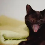 Donald - łagodny, wesoły, skory do zabaw kotek 