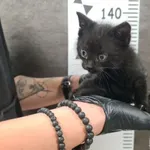 Kot do adopcji, Chełmek, 17 października 2025