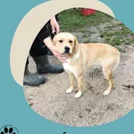 Znaleziono psa, Dąbrówka, 31 października 2025