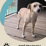 Znaleziono psa, Dąbrówka, 1 listopada 2025