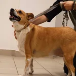 Znaleziono psa, Łódź, 3 listopada 2025