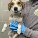 Pieski znalezione w Swarzędzu