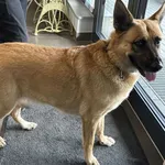 Znaleziono psa, Bydgoszcz, 25 października 2025