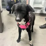 Znaleziono psa, Bydgoszcz, 26 października 2025