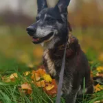 Hektor - nieduży, wesoły psiak który przeżył piekło