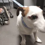 Znaleziono psa, Bydgoszcz, 2 listopada 2025