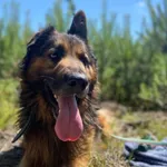 Pies do adopcji, Głowno, 18 października 2025