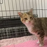 Znaleziono kota, Toruń, 1 listopada 2025