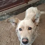 Znaleziono psa, Olsztyn, 1 listopada 2025