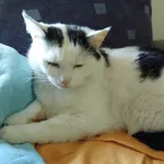 Zaginął kot, Bielsko-Biała, 4 listopada 2025