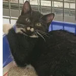 Kot do adopcji, Wrocław, 12 października 2025