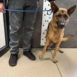 Przyjęty: 2025-11-03 Gmina: Pszczyna Płeć: Suka Opis: w typie owczarka niemieckiego, czarne-podpalane