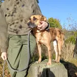 Pies do adopcji, Bełchatów, 17 sierpnia 2024