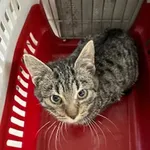 KOCUREK PRZYWIEZIONY Z INTERWENCJI 03-11-2025