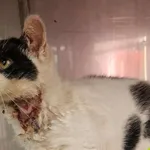 Znaleziono kota, Racławice, 28 października 2025