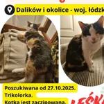 Zaginął kot, Łódź, 3 listopada 2025