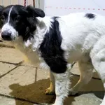 Znaleziono psa, Racławice, 31 października 2025