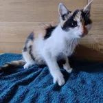 Kot do adopcji, Racibórz, 3 listopada 2025