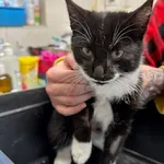 KOCUR PRZYWIEZIONY Z INTERWENCJI 03-11-2025