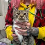 KOCUREK PRZYWIEZIONY Z INTERWENCJI 03-11-2025